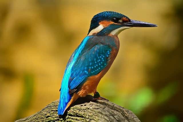 south of england tourist guides Lymmington kingfisher 3